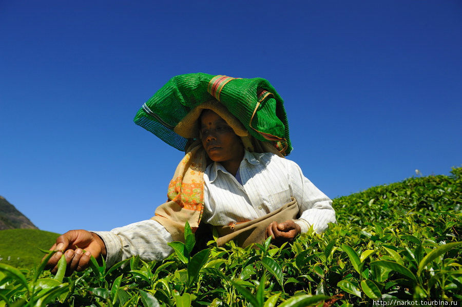 Индийский чай Муннар, Индия