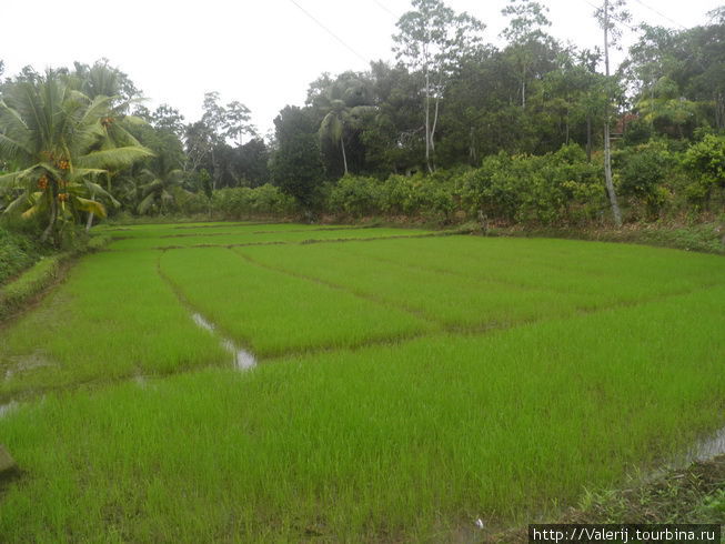Рисовые деляночки Южная провинция, Шри-Ланка