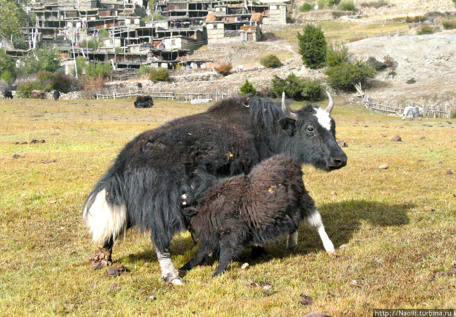 Напротив монастыря пасутся лохматые коровы — яки Бхрага, Непал