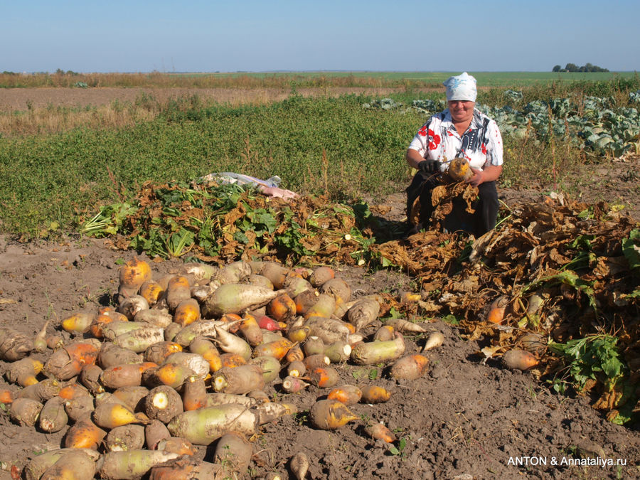 Уборка буряка. Новоукраинка, Украина