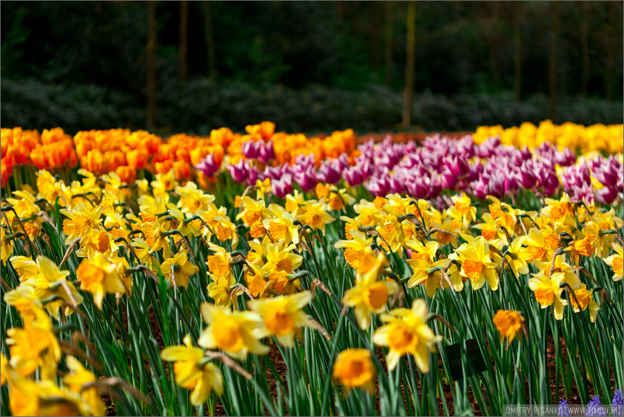 Королевский парк цветов в Нидерландах Кёкенхоф, Нидерланды
