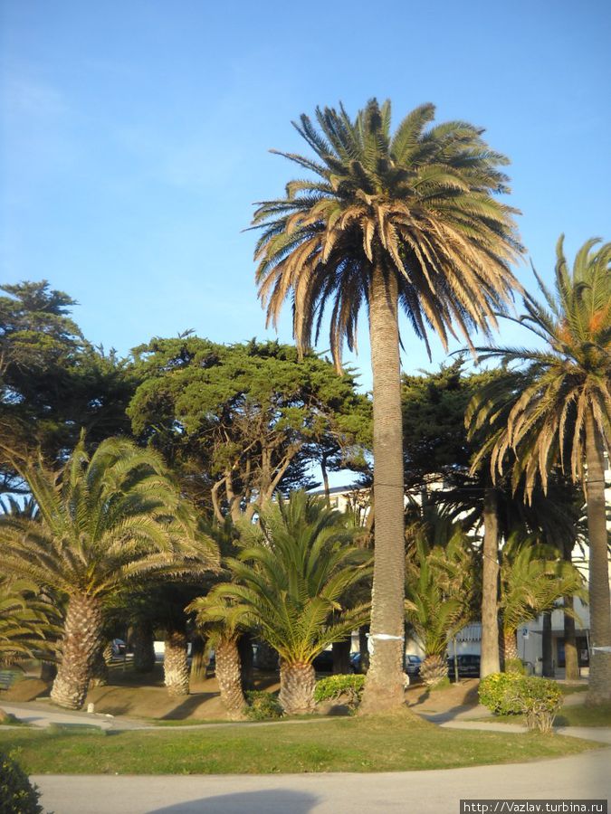 Под пальмами Эшторил, Португалия
