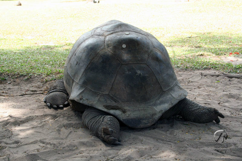 А эта черепаха устала. Выпуклые пластины панциря говорят, что это — самец. А металлическая метка — что он привезен с атолла Альдабра. Сейшельские острова