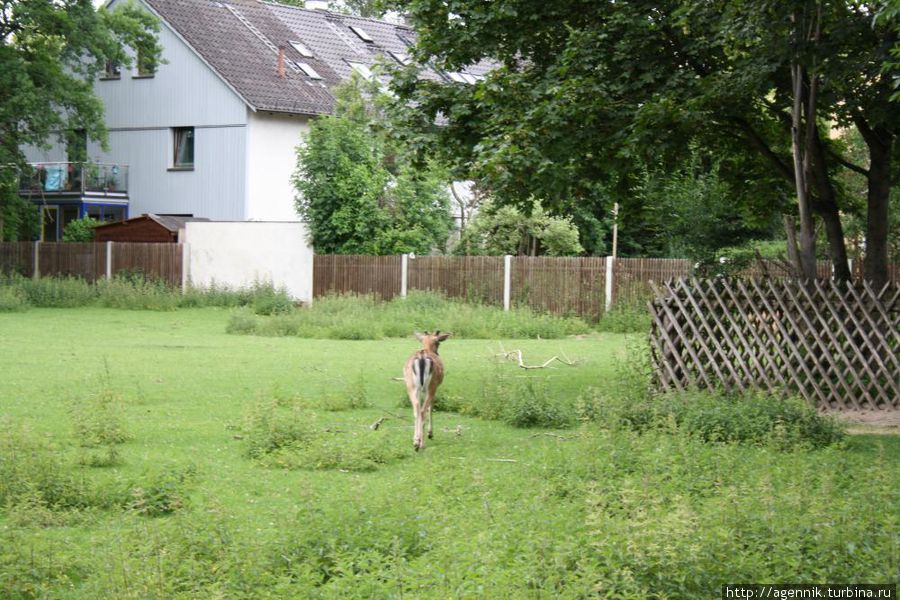 Домики для оленей — не конюшнями же их называть Мюнхен, Германия