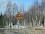 Этот значок частенько появлялся на нашем пути, оленей в Финляндии берегут