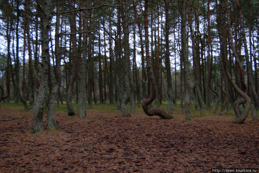 Танцующий лес Куршская Коса Национальный Парк, Россия