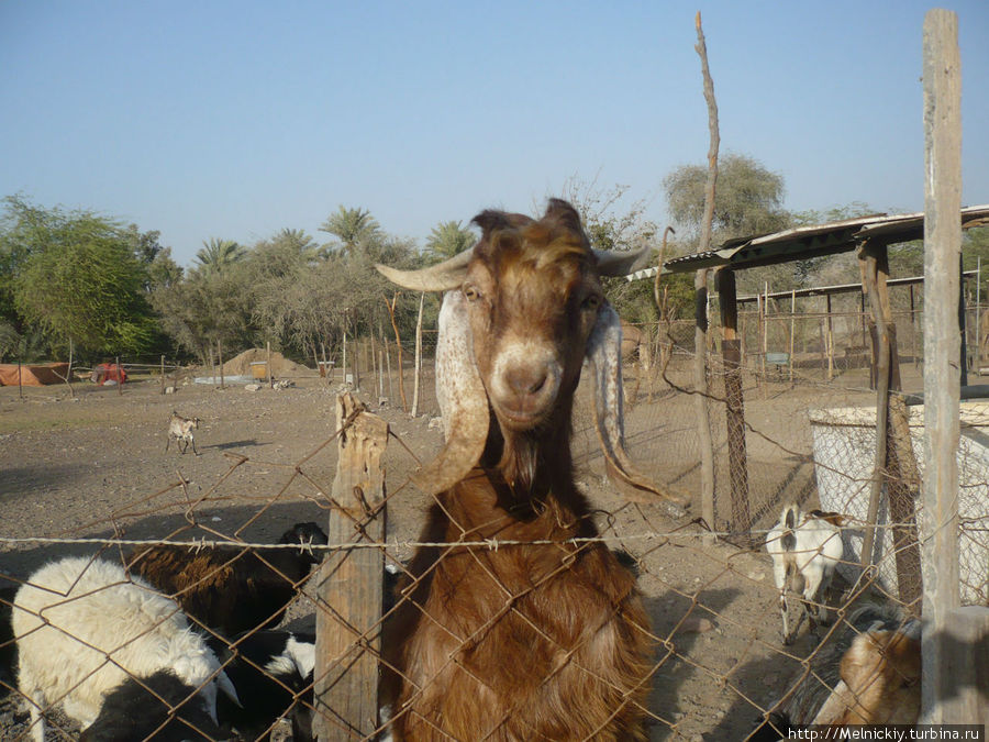 Верблюжья ферма недалеко от Рас-эль-Хаймы Рас-эль-Хайма, ОАЭ