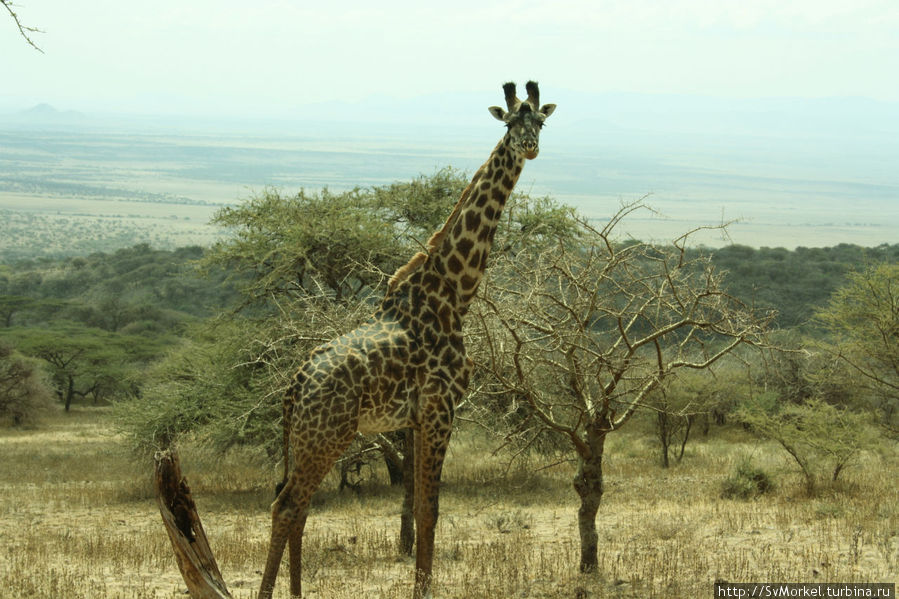 Жираф в Серенгетти Аруша, Танзания