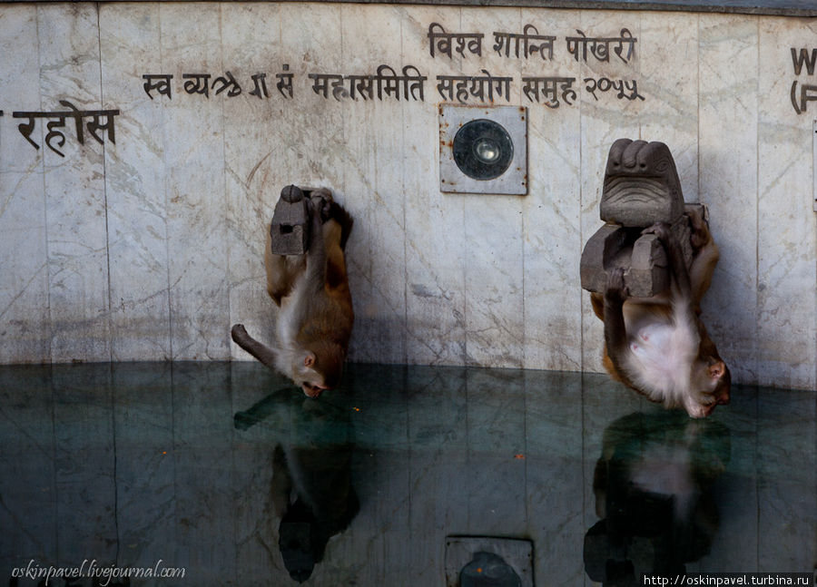 Очень забавно они пьют воду из бассейна! Катманду, Непал
