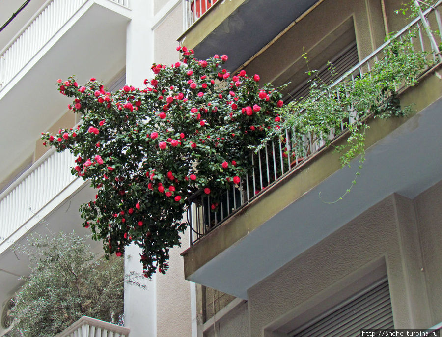 что не делает муниципалитет, делают простые граждане у себя на балконах Афины, Греция