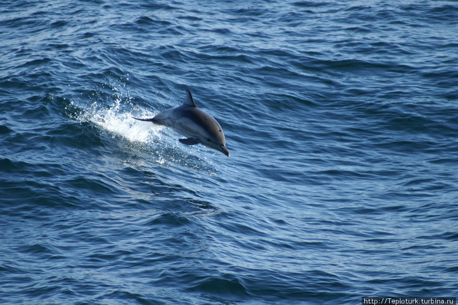 Дельфины всегда сопровождают паром Алания, Турция
