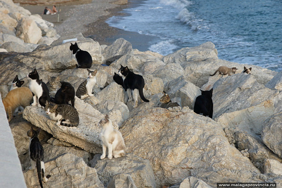 Морские котики Малага, Испания