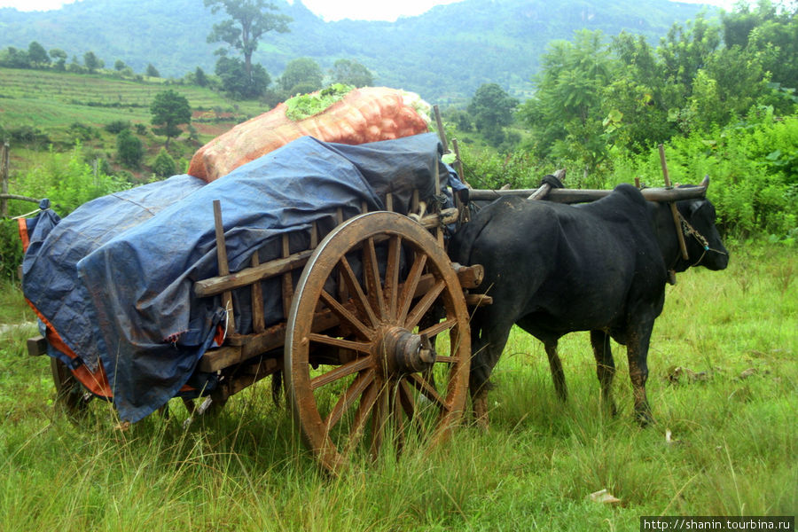 Арба с грузом — вместо трактара Штат Шан, Мьянма