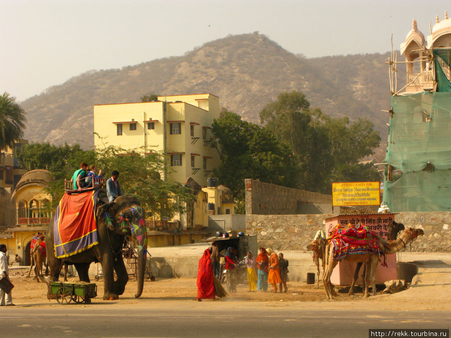 По дорогам Раджастана идут и слоны и верблюды Индия