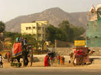 По дорогам Раджастана идут и слоны и верблюды