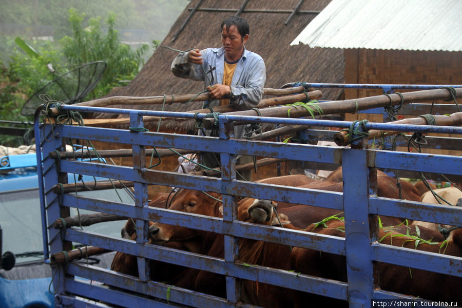 Кормление животных — иначе груз живым не довезешь Лаос