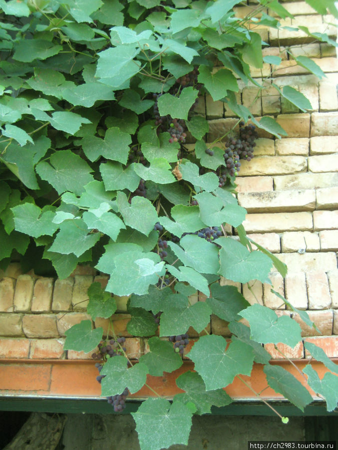 Виноград в саду заброшенного дома. Ананури, Грузия
