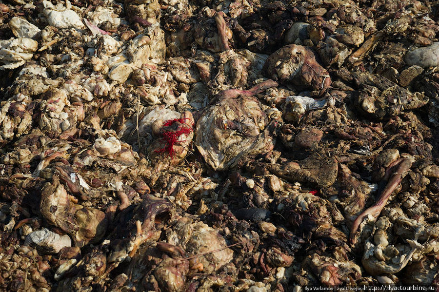Это гниющие останки животных. Отходы мясных лавок собирают в городе и привозят сюда. Лахор, Пакистан