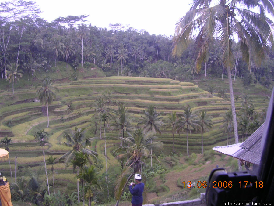 Рисовые поля Нуса-Дуа, Индонезия