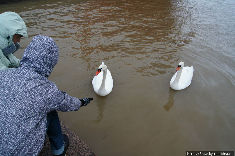 Вокруг Uspenskij плавают лебеди. Едят с рук. Мандарины Хельсинки, Финляндия