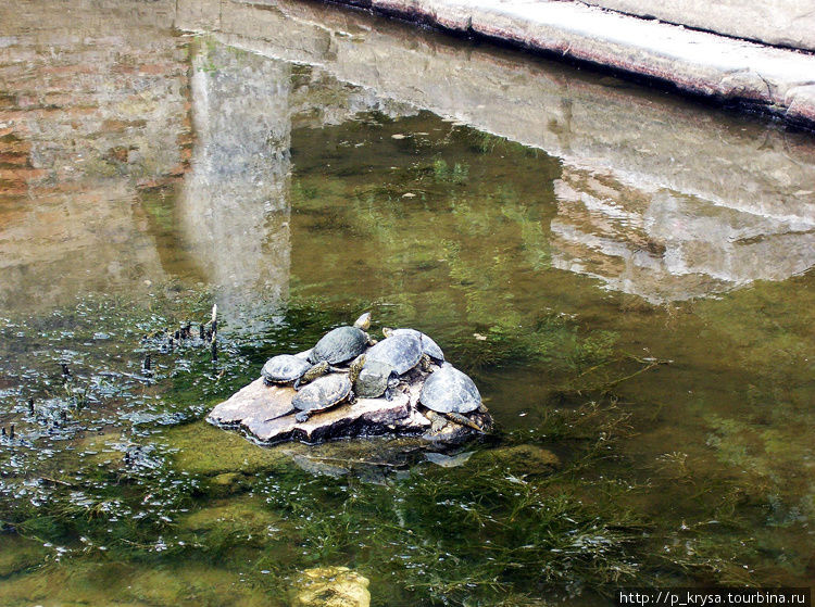 Среди руин амфитеатра плавает множество черепах Префектура Влёра, Албания
