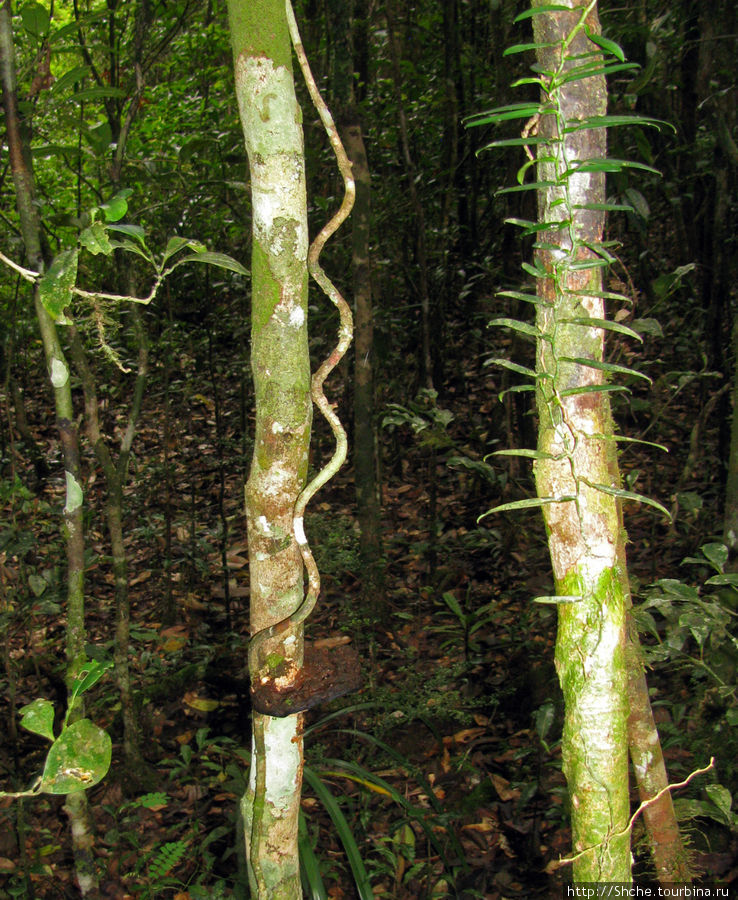 Причуды дождевого леса на востоке Мадагаскара. Андасибе-Мантадиа Национальный Парк, Мадагаскар