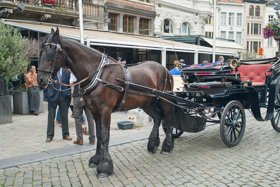 Модная антверпенская лошадь в клёшах. Антверпен, Бельгия