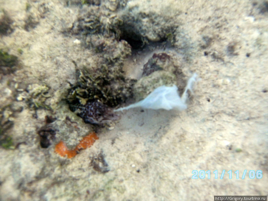 Обитатели рифа- кормление мурены Доминиканская Республика