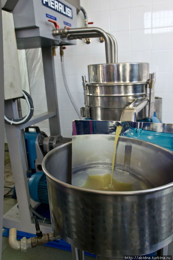 Как делают оливковое масло Апулия, Италия