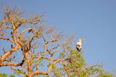 Аист-клювач приветствует солнце на верхушке одного из характерных для саванно-бушевой зоны деревьев — с зонтичной