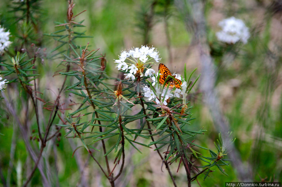Бабочка и багульник Орловское Полесье Национальный Парк, Россия
