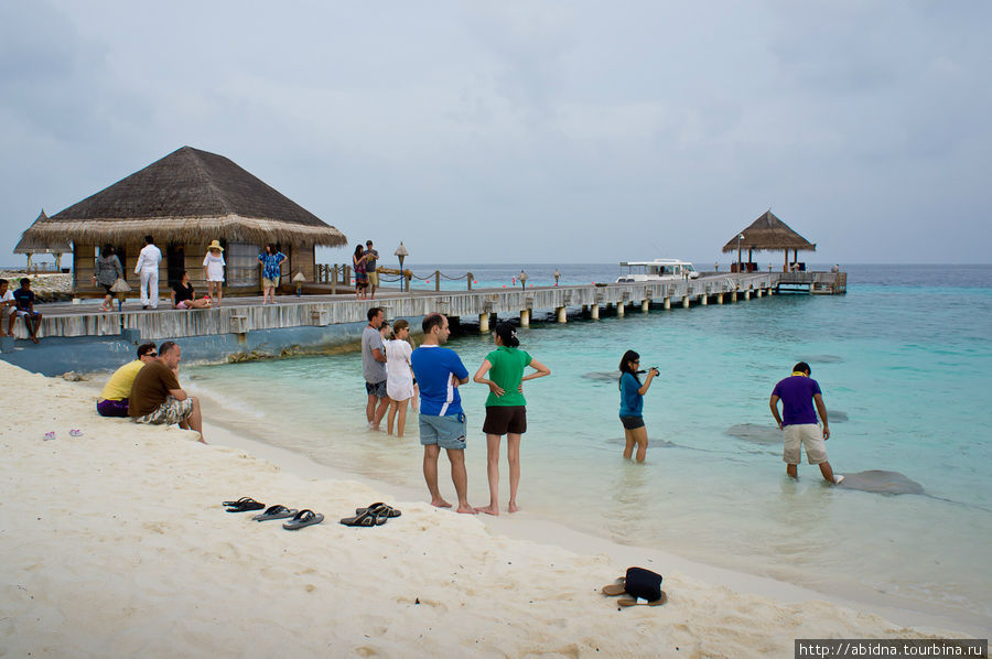 Кормление скатов в отеле Vivanta Мальдивские острова