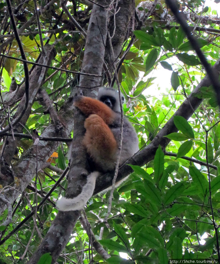 Страна Лемурия. 5 способов посмотреть лемуров на Мадагаскаре Мадагаскар