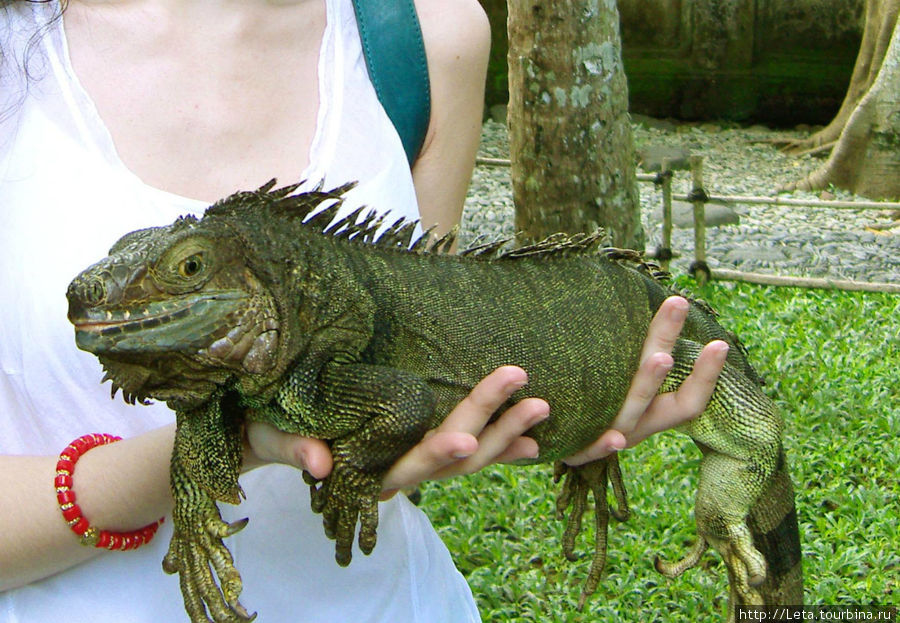 Парк птиц и рептилий Убуд, Индонезия