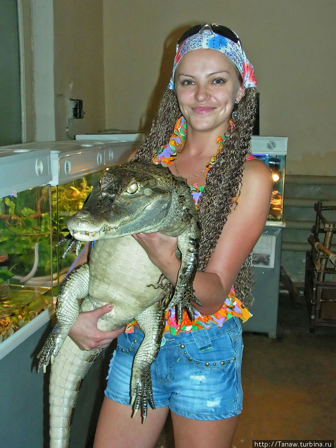 Крокодиловый кайман Кострома, Россия