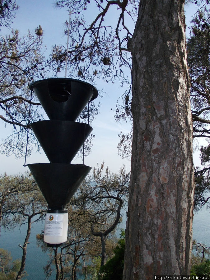 загадочное неопознанное устройство на дереве Стамбул, Турция