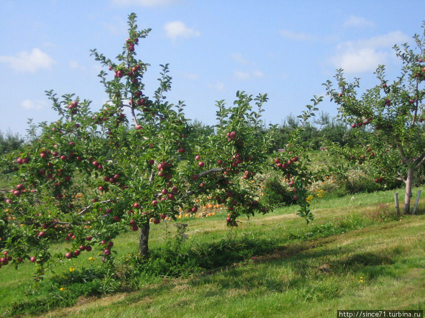 Яблочный сад с новошотландским сортом яблок Провинция Новая Шотландия, Канада