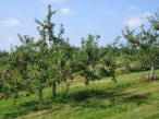 Яблочный сад с новошотландским сортом яблок