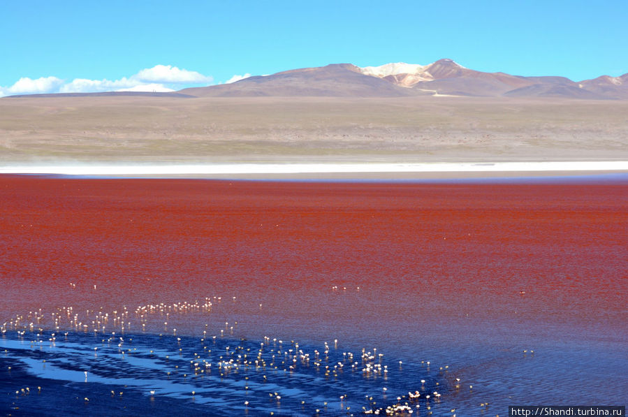 В необычный цвет поверхность озера окрашивают красные водоросли Боливия