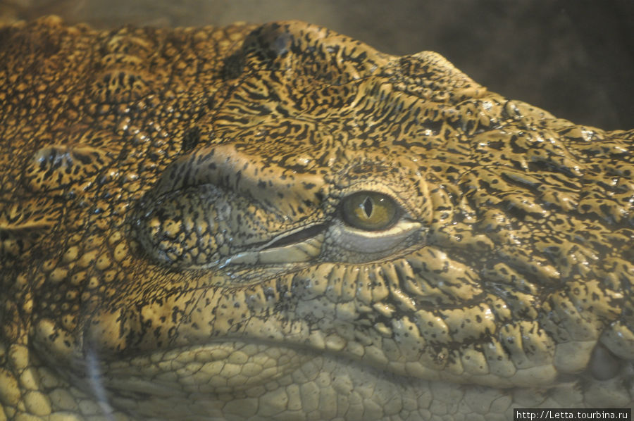 Грустные глаза крокодила Елизово, Россия