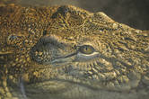 Грустные глаза крокодила