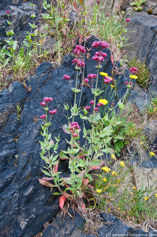 На каменных склонах растут цветы Эдинбург, Великобритания