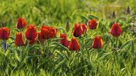Тюльпаны Грейга (Tulipa greigii) в горах Каратау. Этот один из самых красивых и крупных видов дикорастущих казахстанских тюльпанов благодаря труду голландских селекционеров стал родоначальником целого ряда великолепных культурных сортов.