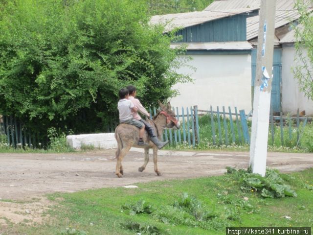 Звери из моих путешествий. Часть 1. Парнокопытные)