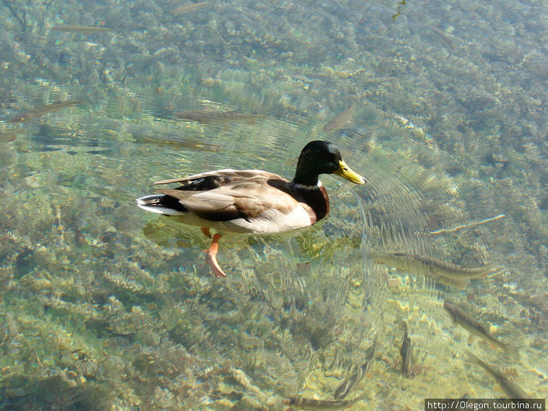 Утка и рыбы Национальный парк Плитвицкие озёра, Хорватия