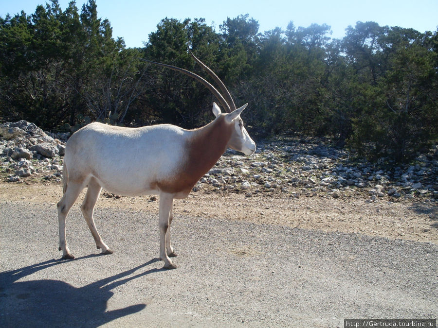 Газель Scimitar Oryx Сан-Антонио, CША