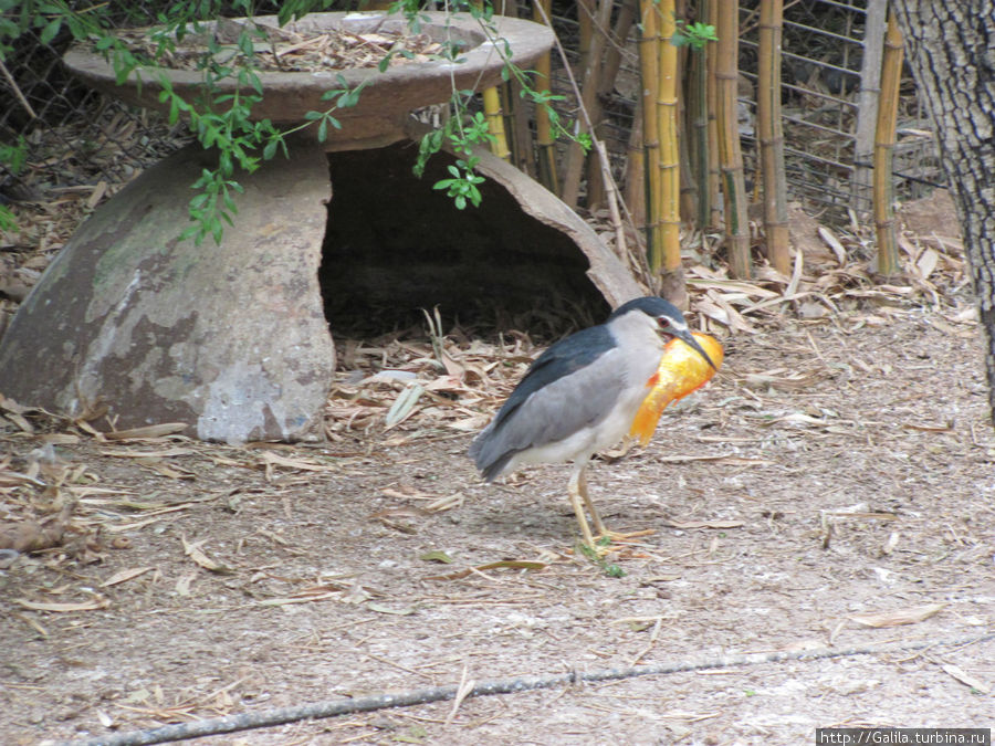 Птичка с золотой рыбкой. Хайфа, Израиль
