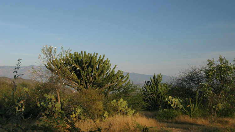 Долина кактусов