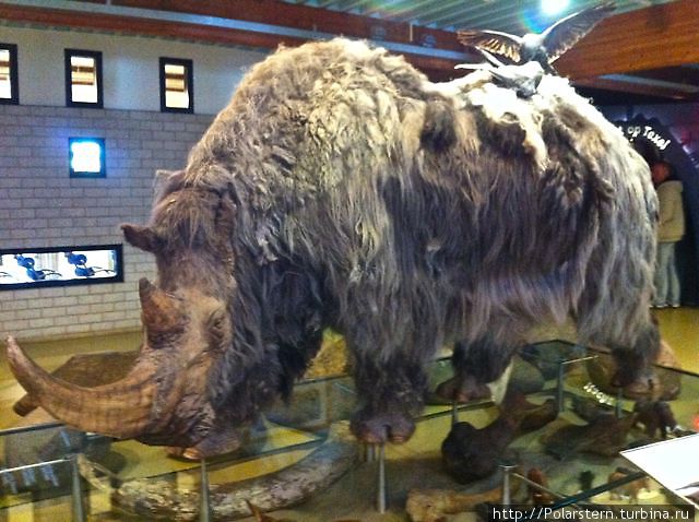Древние животные на экспозиции в музее Остров Тексел, Нидерланды