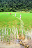 Тропа через рисовую плантацию